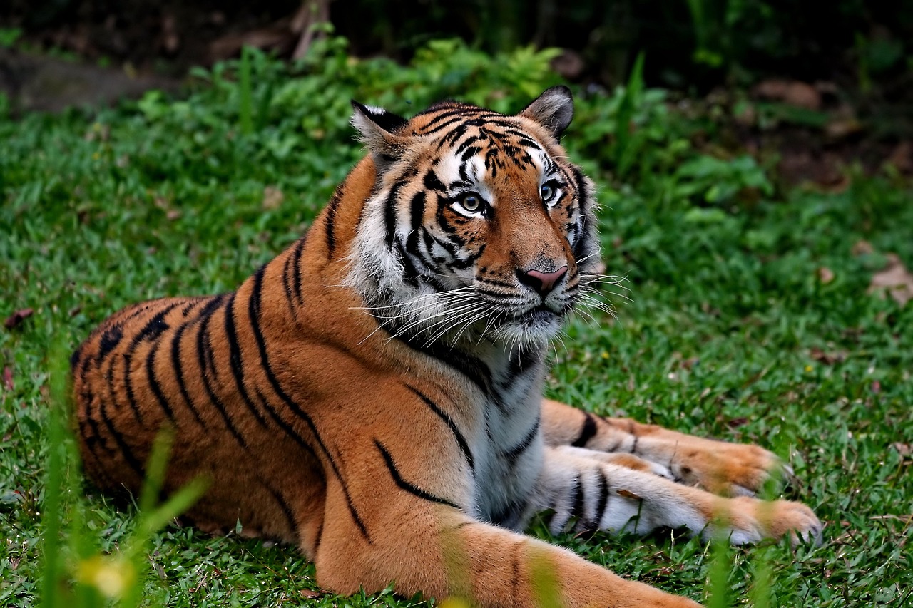 चाचणी प्रतिमा